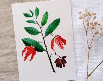 Carte de vœux – Aquarelle botanique – Illustration détaillée de plantes – Délicate et élégante – Pour anniversaires, mariages et remerciements – DIN A6