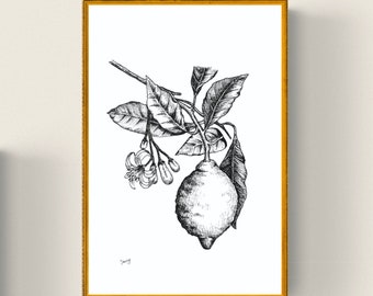 Ink drawing • Botanical • Lemon • Printable Art • Digital File • Wall Art