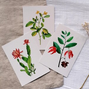 手描きのグリーティングカードセット – 植物の水彩イラスト – サボテンの花のデザイン – カラフル – 誕生日 – DIN A6