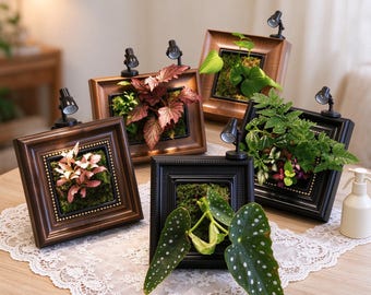 May include: Five square picture frames containing live plants and moss, each equipped with a small black spotlight attached to the top. The frames vary in wood-tone and black finishes, displaying diverse foliage including spotted leaves and ferns.