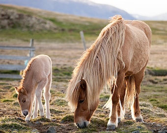 Horses Photography, Horse Art, Horse Lover Gift, Horse Gift, Icelandic Horses, Wild Horses, Animal Photo, Iceland Photography Fine Art Print