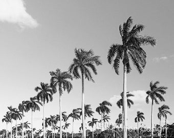 Palm Beach, Palm Tree Wall Art, Royal Poinciana Way, Coastal Decor, Beach Photography, Nature Photography Print, Palm Tree Street