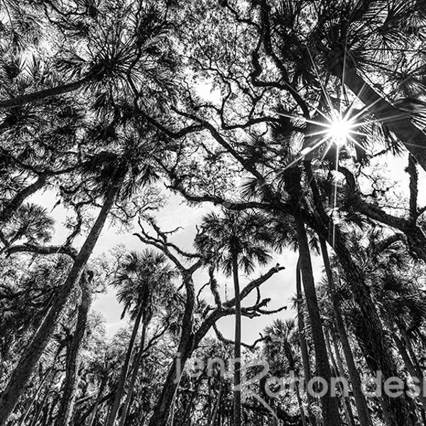 Tree Wall Art, Palm Tree Wall Art, Old Florida Photography, Black & White Forest Photo, Black and White Nature Print, Nature Landscape Print