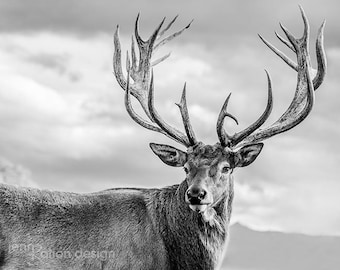 Deer Antler Black & White Photo 2, Deer Antler Photography, Deer Decor, Cloudy Sky, New Zealand Red Tail Stag, Buck Photography Print