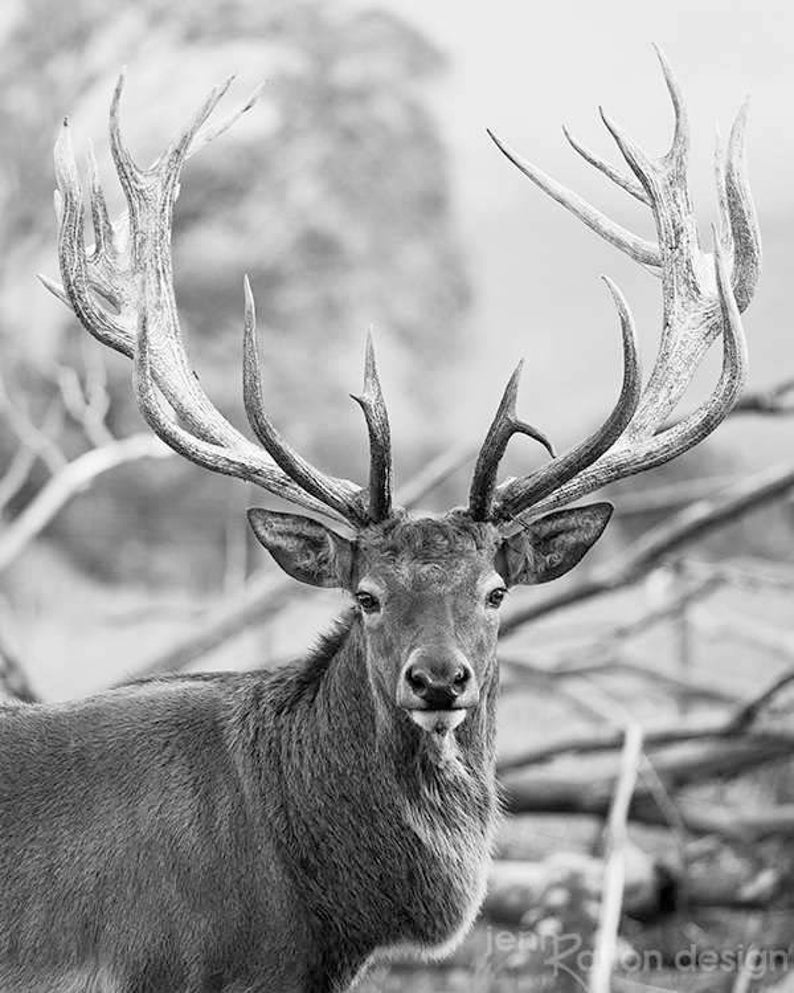 Geweih Wandkunst schwarz &amp; weiß Hirsch Fotografie Hirsch Etsy