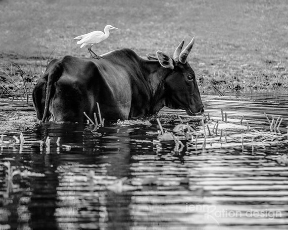 Photographie Bull Photo Noir Blanc De Vache Ferme Decor Photographie Doiseaux Impression Photo Animal Vache Art Barnyard Photo Fine Art Print