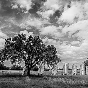 Airstream Ranch, Camper Print, Airstream Decor, Mid-century Modern Retro Art, Vintage, Tree Photo, Black & White Landscape Photograph Print