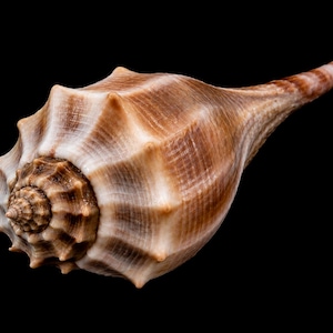 May include: A spiral-shaped seashell with a pointed spire and a wide, rounded body. The shell features a textured surface with prominent ridges and a color palette of light tan, cream, and dark brown streaks throughout its natural exterior structure.