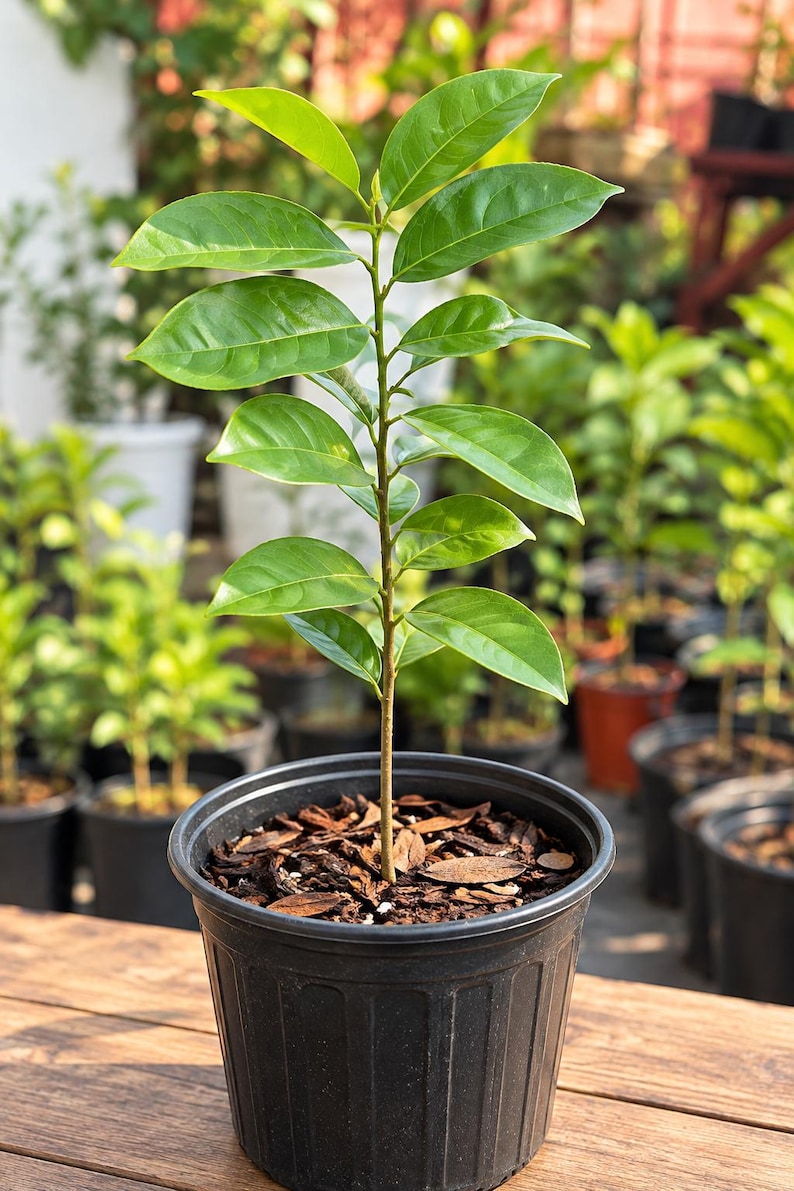 Soursop live plant growing at Moonie Garden