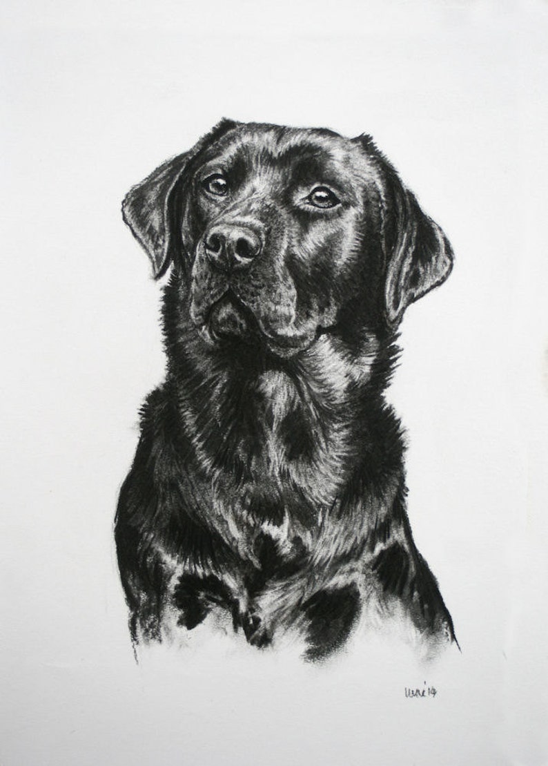 Black Labrador dog charcoal art print Gift for dog lover/groomer/vet Limited Edition dog print Lab mom or dad artwork present Print only