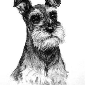 Miniature Schnauzer dog art print Terrier dog wall art Black & white dog lover gift From an original charcoal sketch image 2