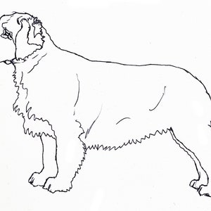 Clumber Spaniel hond kaart Verjaardag of bedankkaart Spaniel minnaar cadeau Hond wenskaart Hond vriendschapskaart Vierkante blanco kaart afbeelding 4