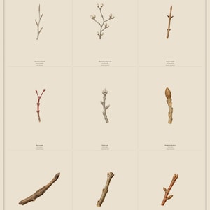 May include: A botanical poster titled Winter twigs featuring nine detailed illustrations of tree branches. The grid displays American beech, Flowering dogwood, Sugar maple, Red maple, White oak, Shagbark hickory, Black walnut, White ash, and Tulip tree.