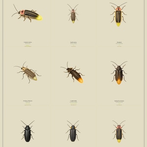 Puede incluir: Un póster educativo de color beige titulado Eastern lightning bugs que presenta una cuadrícula de nueve ilustraciones detalladas de varias especies de luciérnagas. Cada insecto está etiquetado con su nombre común y científico, mostrando formas y colores distintos.