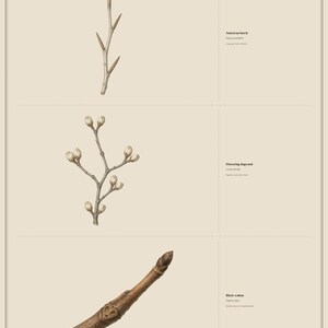 May include: A botanical poster titled Three easy winter IDs featuring illustrations of three tree twigs. The top shows an American beech twig, the middle a Flowering dogwood twig, and the bottom a Black walnut twig, each with text labels.