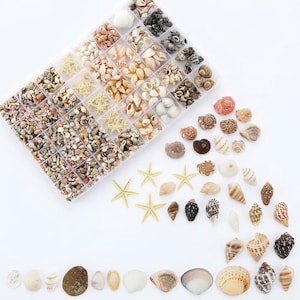 May include: A clear plastic organizer box filled with a variety of small seashells and starfish in shades of white, tan, brown, and grey. Additional loose seashells and starfish are arranged in a scattered pattern outside the container.