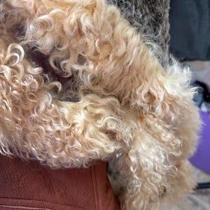May include: A rust-coloured jacket featuring a prominent, thick, curly light blonde faux fur collar. The jacket is made of a textured material and includes a visible horizontal zippered pocket with a metal pull on the lower front section.
