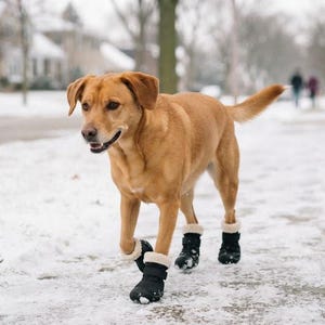 Puede incluir: Un perro de color canela de tamaño mediano con orejas caídas caminando sobre una acera cubierta de nieve. El perro lleva puestas cuatro botas protectoras negras con bordes de forro polar blanco en sus patas. Una correa negra es sostenida.