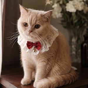 May include: A light cream-colored cat wearing a white lace ruffled collar featuring a small, deep red fabric bow at the center. A tiny gold-toned bell hangs from the center of the bow, resting against the cat's chest. The cat has short fur.