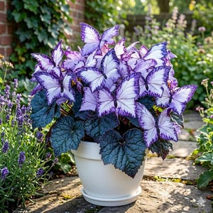 May include: A white ceramic pot containing a plant with dark green, textured leaves and numerous white flowers with purple-tipped petals that resemble butterflies, arranged in a dense, clustered formation.