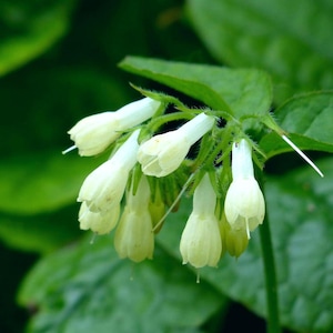May include: A cluster of small, bell-shaped white flowers with pale yellow undertones. The blossoms feature delicate, elongated petals and are attached to thin, green, hairy stems. The flowers are surrounded by large, textured green leaves.