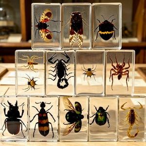 Puede incluir: Una colección de trece bloques rectangulares de resina transparente, cada uno con un espécimen preservado de insecto o arácnido, incluyendo varios escarabajos, arañas, escorpiones y una cigarra, dispuestos en forma de pirámide sobre una superficie plana.