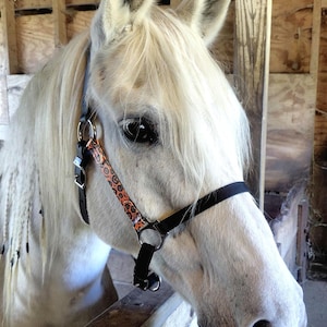 May include: A white horse with a long, braided mane wearing a black halter featuring an orange cheek piece with a black leopard print pattern, silver metal rings, and adjustable buckles, positioned within a wooden stable stall.