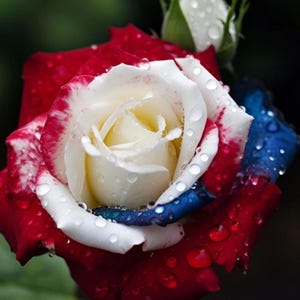 Peut inclure: Une rose multicolore présentant des pétales aux nuances de rouge profond, de blanc éclatant et de bleu foncé. La fleur est recouverte de gouttelettes d'eau transparentes, avec un bouton de rose blanc partiellement visible en arrière-plan.