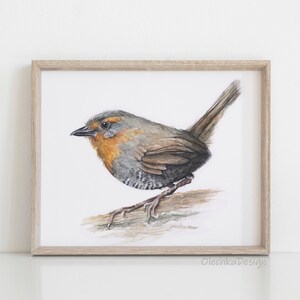 Chucao Art, Bird Illustration, Watercolor Painting Bird Watercolor, Chucao Tapaculo, Bird Art Print, Forest Bird, Animal Illustration