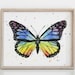 see more listings in the Butterflies section