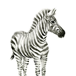May include: A black and white watercolor painting of a zebra. The zebra is standing on a white background. The zebra has a black mane and tail.