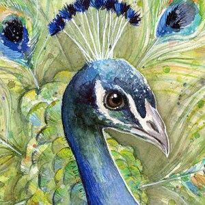 May include: A close-up watercolor painting of a peacock's head and neck. The peacock has blue and green feathers with a white stripe on its face. The background is a blur of green and yellow feathers.