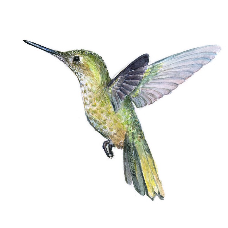 May include: A watercolor painting of a green hummingbird with its wings spread out in flight. The hummingbird has a long, thin beak and a small, round body. The background is white.