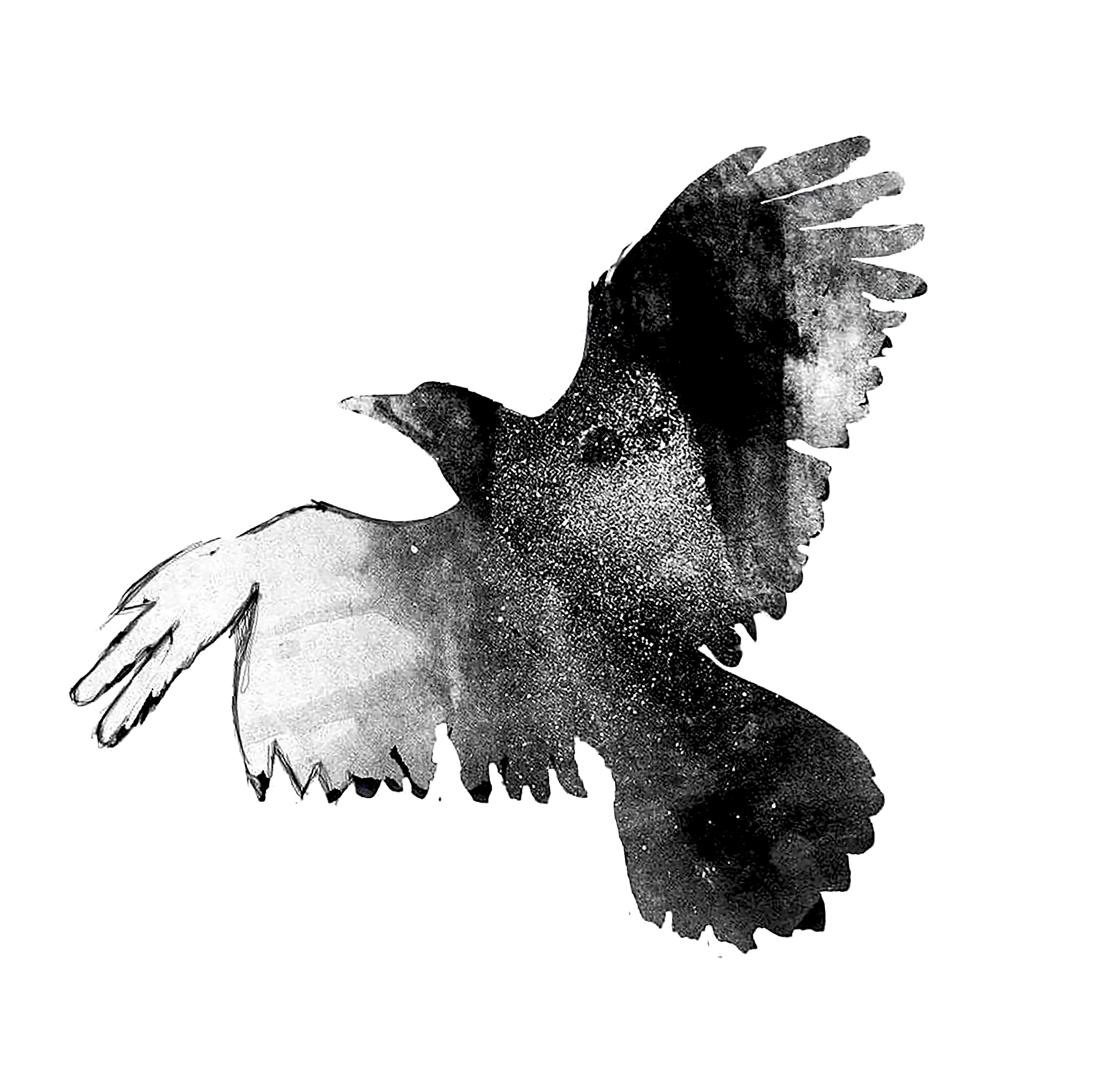 Signed Raven Illustration From When Shadows Fall - Etsy