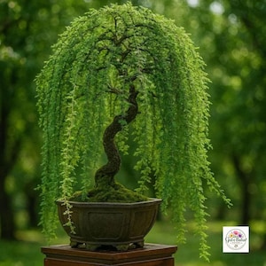 Può includere: Un bonsai piangente con fogliame verde brillante a forma di ago che ricade da un tronco marrone curvo e strutturato. L'albero è piantato in un vaso di ceramica scura e usurata con un bordo largo, con il logo Gul-e-Bahar nell'angolo in basso.