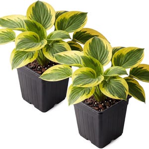 Bedazzled Hosta levende planten, 2 stuks, schaduwminnende vaste plant, 25 cm hoog, pot van 1 liter