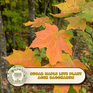 May include: A Sugar Maple live plant, Acer saccharum, featuring broad, lobed leaves transitioning from green to vibrant orange and yellow hues. A circular logo with the text ZUTOPY HOME and the plant name are displayed in the lower corner.