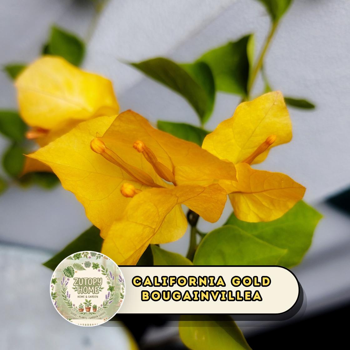 Golden Bougainvillea - Etsy