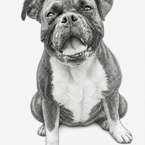 May include: A detailed black and white pencil drawing of a bulldog sitting in a forward-facing position. The dog has a wide head, folded ears, and a short muzzle with its mouth slightly open, revealing its tongue. It features a white chest patch.
