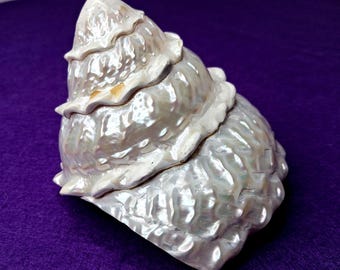 Pearlized Trochus Seashell 3" Polished Iridescent Trochus niloticus Shell