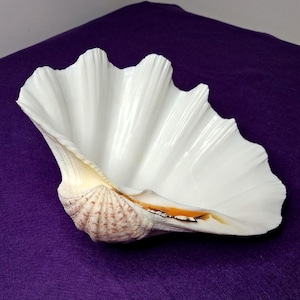 May include: A large, open clam shell with a smooth, glossy white interior and a deeply fluted, scalloped edge. The exterior hinge area features a textured, light tan and brown mottled pattern with a thin, vibrant orange accent line.