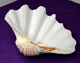 Large Genuine Ocean Giant Clam Shell Real Tridacna Gigas 11” x 8”