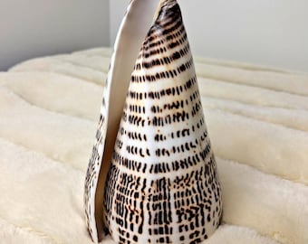 Giant Leopard Cone Seashell Conus leopardus 5" Polished Shell