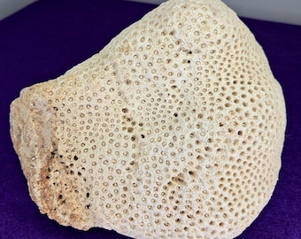 Star Colonial Coral Skeleton, 6 inch ~2.5 pounds Solenastrea hyades Fossil Shell