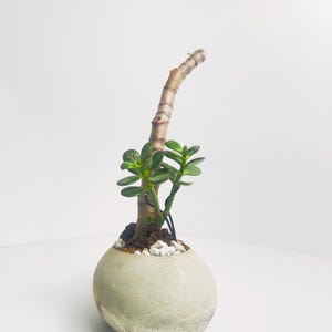 May include: A small jade plant with a thick, woody stem and green, oval-shaped leaves planted in a round, light-colored ceramic pot. The soil surface is covered with small white stones, and the plant is supported by a thin, dark wire stake.