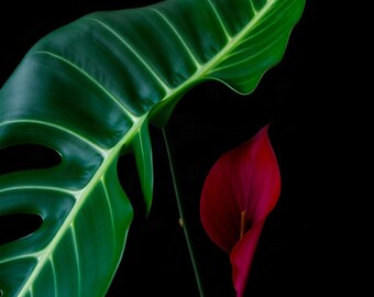 Puede incluir: Una hoja de monstera grande, brillante y verde con fenestraciones características junto a una sola flor de cala de color rojo intenso y vibrante con un espádice central, todo sobre un fondo negro sólido, oscuro y no reflectante.