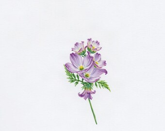 May include: A botanical illustration of a cluster of light purple flowers with white edges and yellow centres. The flowers are attached to a single thin green stem with detailed, serrated green leaves extending from the base of the blossoms.