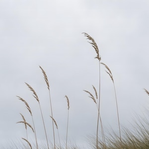 May include: Several tall, slender stalks of tan-colored beach grass with feathery, textured seed heads reaching upward against a pale, overcast gray sky. The grass blades are thin and delicate, swaying slightly in the open air environment.
