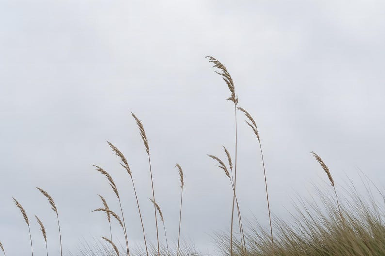 May include: Several tall, slender stalks of tan-colored beach grass with feathery, textured seed heads reaching upward against a pale, overcast gray sky. The grass blades are thin and delicate, swaying slightly in the open air environment.