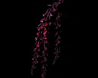 Trailing Blooms, Dark | AI-Assisted Floral Art, Dark Floral, Black Ground, Night Garden (Digital Download)